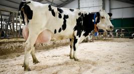 В Хакасии начнут разводить породу самых высокоудойных в мире коров