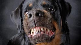 В Красноярском крае хозяин собаки заплатит 200 тысяч рублей за ее зубы