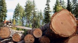 До конца года в России создадут госкомпанию по торговле лесом