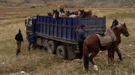 В Хакасию пытались ввезти табун подозрительных лошадей