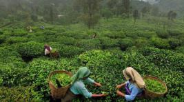 Экономисты пообещали рост цен на индийский чай