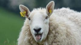 Правительство Хакасии намерено нарастить поголовье овец