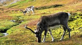 На Таймыре запретят срезать рога с дикого северного оленя