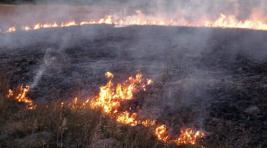 Рядом с заповедником «Хакасский» выгорело 200 гектаров степи