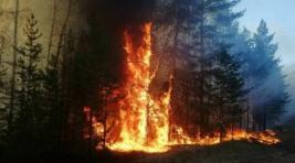 Цыденов: Причиной одного из лесных пожаров в республике стал поджог