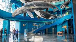 Глава Приморского океанариума уволился после смерти дельфина