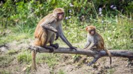 В Индии обезьяны забили насмерть мужчину