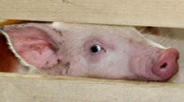 В Хакасии выявлена продукция со следами вируса свиной чумы
