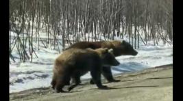 На юге Сибири медведи прогуливаются вдоль проезжей части