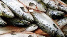 Цены на лосось в российских магазинах скоро могут увеличиться на 30%