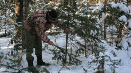 В Хакасии началась охота на «ёлочных» браконьеров