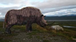 В Якутии нашли уникального шерстистого носорога