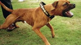 Госдума может ввести ОСАГО для владельцев бойцовых собак