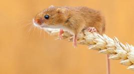 Год крысы: Теплая погода может спровоцировать рост популяции мышей и крыс