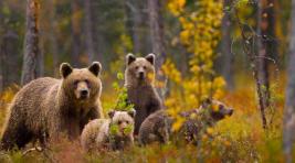 Неподалеку от Саяногорска замечены медведи