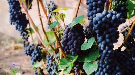 Жители Хакасии смогут вырастить виноград