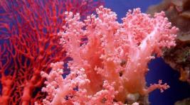 Современные кораллы оказались не лыком шиты