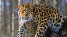 Дальневосточный леопард больше не вымирает
