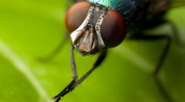 В Германии муха сорвала установление мирового рекорда