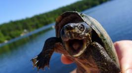 Сбежавшая черепаха вернулась к эстонцу спустя три года