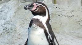 В зоопарке Новосибирска впервые появились пингвины