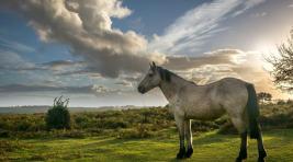 В Хакасии лошадь пострадала из-за конкуренции пастухов