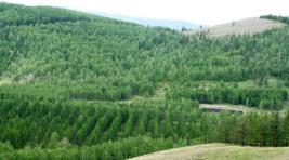 В Хакасии завершился сезон создания новых лесов