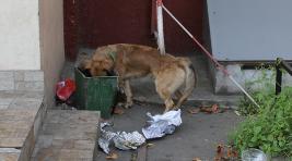 Жители Черногорска боятся нападения бродячих собак