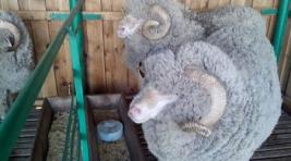 Хакасия завоевала третье место в выставке племенных овец и коз
