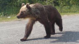 В Приморье собака спасла детей от медведя