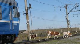 В Хакасии корова стала жертвой поезда