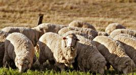 Власти Хакасии приняли важнейшие решения для поддержки овцеводства