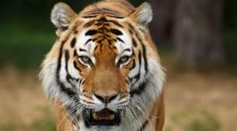 В Барнауле тигр напал на ребенка