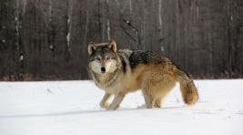 В Хакасии обнаружили волков и лис, зараженных вирусом бешенства