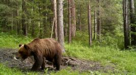 В красноярском заповеднике «Столбы» расплодились медведи