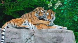 В Чехии из зоопарка сбежали два тигра и лев