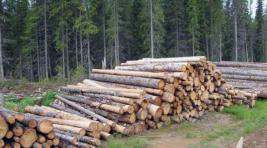 В Хакасии вынесен приговор "чёрным лесорубам"