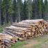 В Хакасии вынесен приговор "чёрным лесорубам"