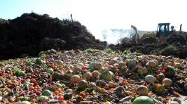 В Абакане заработает карьер растительных отходов