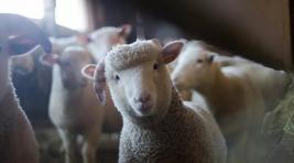 В Хакасии сельчане забивали и продавали овец своего работодателя