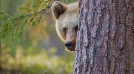 Разъяренный медведь атаковал вахтовиков в Эвенкии