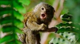 Украденную в Абаканском зоопарке обезьяну оценили в 60 тыс. рублей