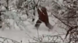 Жителям Адыгеи удалось снять на камеру снежного человека (ВИДЕО)