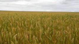 В Хакасии увеличилась урожайность зерновых