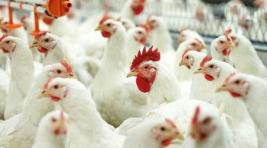 В Хакасии на птицефабрике выявлены многочисленные нарушения