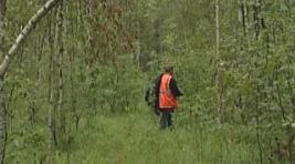 В хакасском лесу потерялся сборщик ореха 