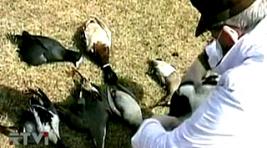 Дикие утки на Тагарском погибли от неизвестного яда
