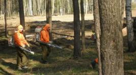 В Хакасии сибирский шелкопряд уничтожен на четверти пораженной территории