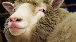 В Хакасию завезут крупную партию овец из Тувы