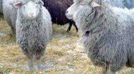 Еще 2000 овец завезут из Тувы в Хакасию на будущей неделе